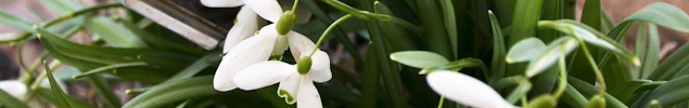 mixmaster snowdrop centrepiece