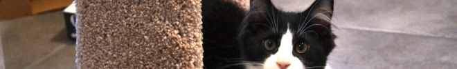 cats