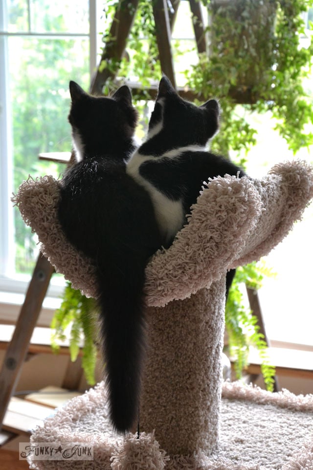 8 Cat matching icon ideas cat icon, cat couple, cute cats