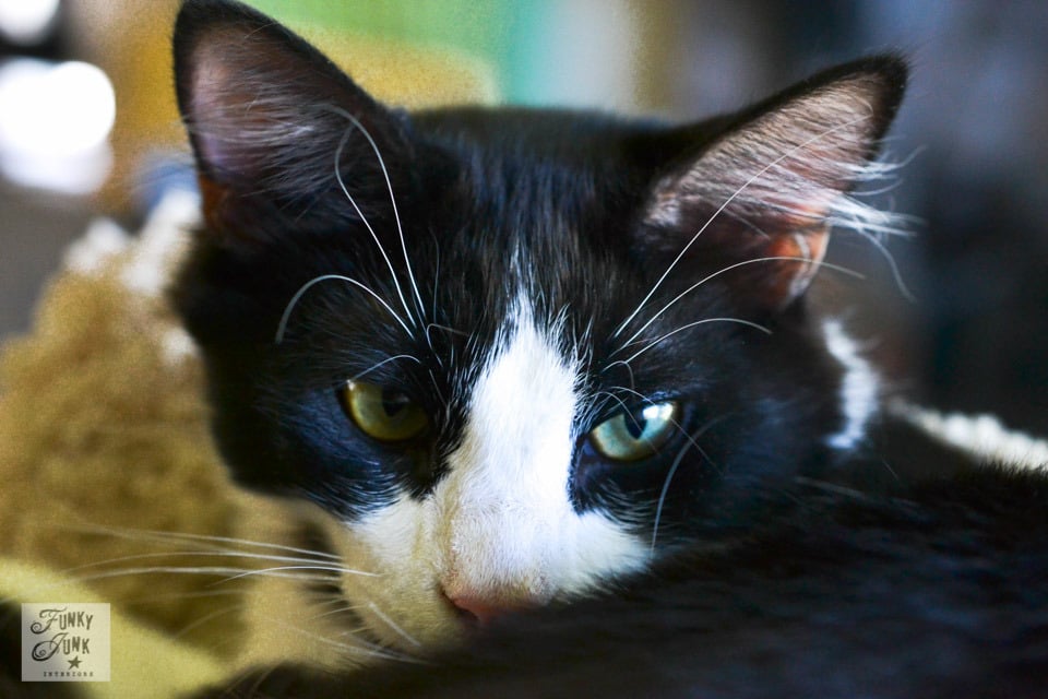 Lake and Skye in... the camera strap. (cat update) Two tuxedo cats challenge being photographed with their zooming ways. Plenty of pretty pictures. via Funky Junk Interiors Lake and Skye in... the camera strap. (cat update) Two tuxedo cats challenge being photographed with their zooming ways. Plenty of pretty pictures. via Funky Junk Interiors