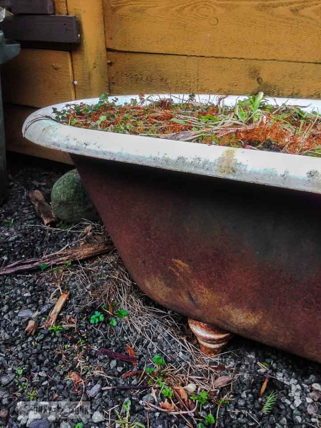 Rusty claw foot tub /  What would you do with these salvaged finds? via https://www.funkyjunkinteriors.net/