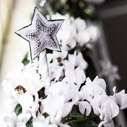 songbird Christmas window sill