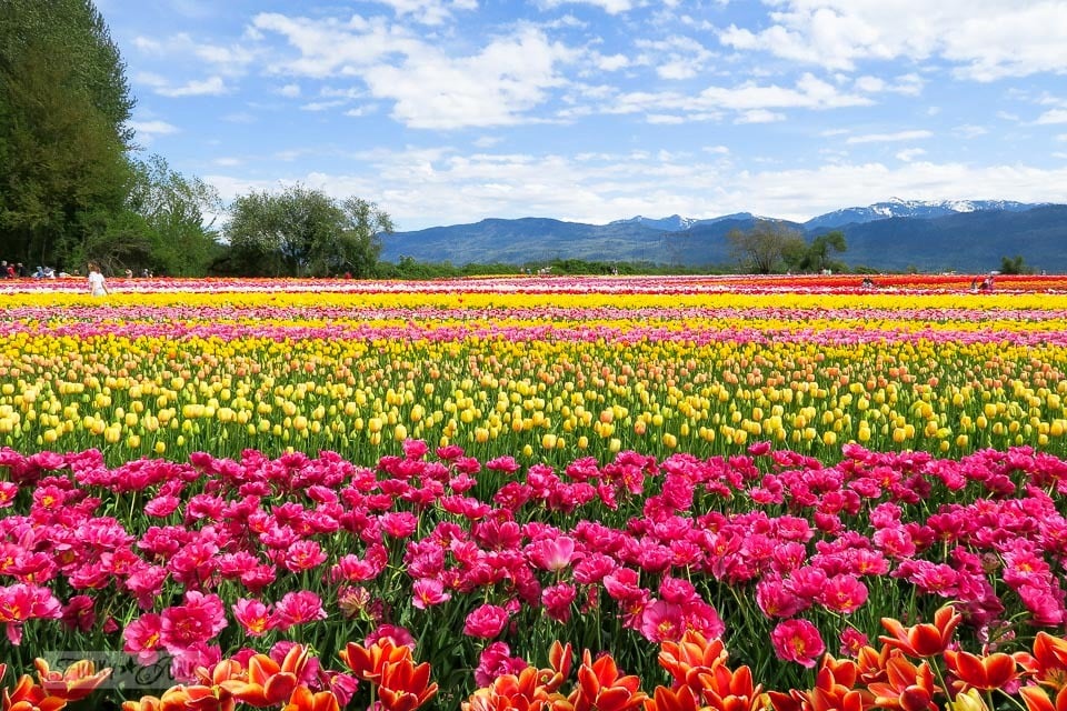 A trip to a spectacular tulip festival in Abbotsford BC