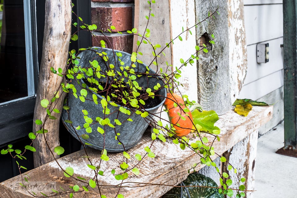Front door decked out for fall with a plant, pumpkins and gourds and a reclaimed wood pumpkin sign | funkyjunkinteriors.net Front door decked out for fall with a plant, pumpkins and gourds and a reclaimed wood pumpkin sign | funkyjunkinteriors.net