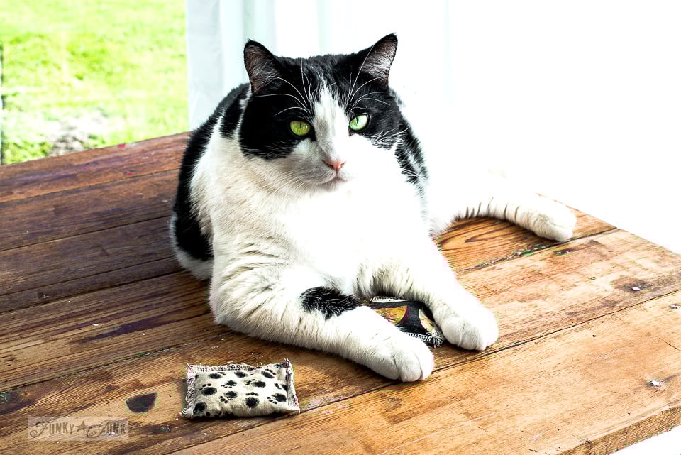 Lake, our tuxedo cat