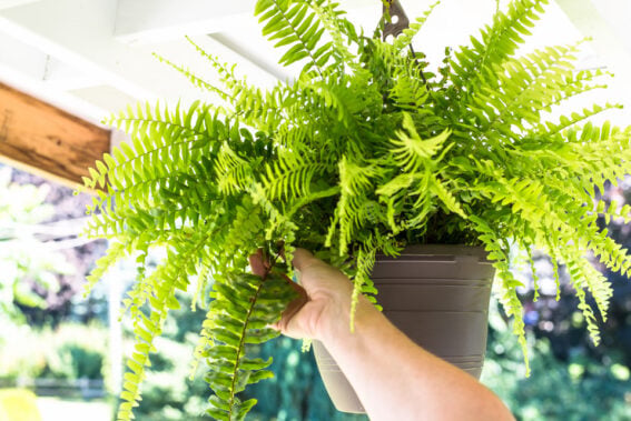 An easy method of caring for ferns hanging outdoors - Funky Junk ...