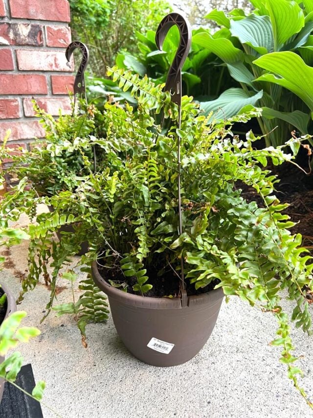 An easy method of caring for ferns hanging outdoors Funky Junk InteriorsFunky Junk Interiors