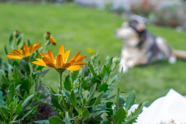 dog photography dog photography