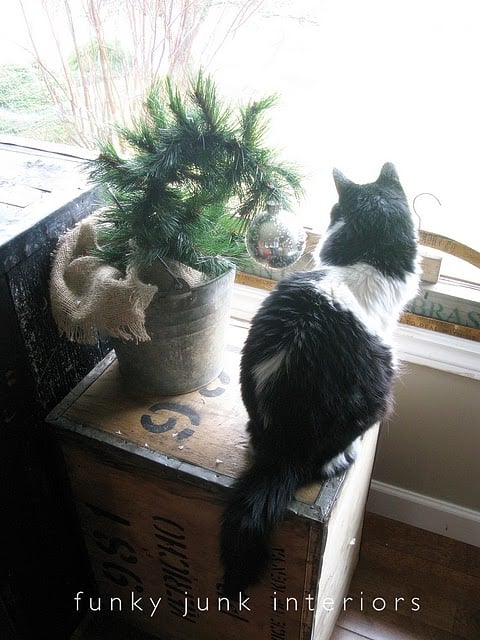 This is a post tribute about missing our cat, sweet Beethoven. Includes short story and video.