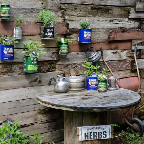 herb garden in coffee tin cans