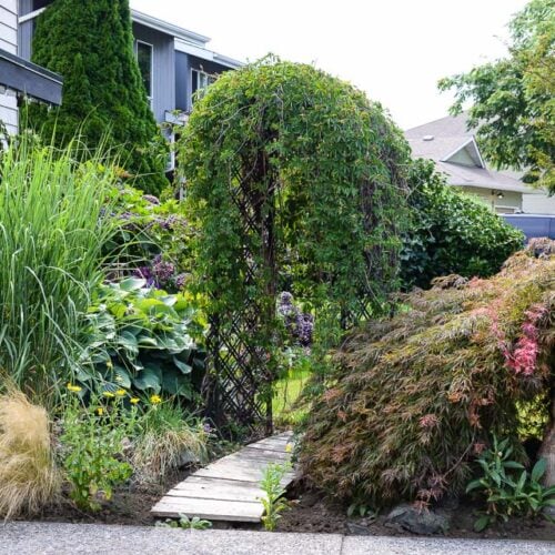 virginia creeper on black arbor
