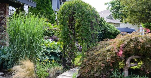 virginia creeper on black arbor