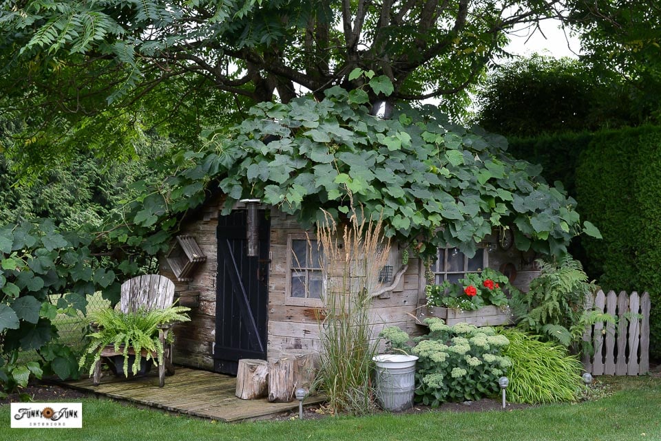 garden shed with grapevine on roof