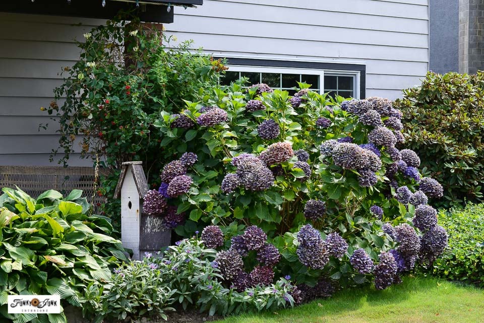 purple hydrangeas with large birdhouse
