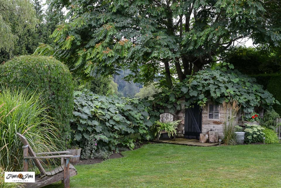 summer yard with virginia creeper garden arch and shed with grapevines