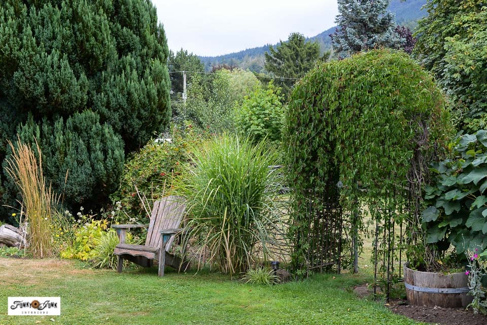 virginia creeper on a garden arch in summer