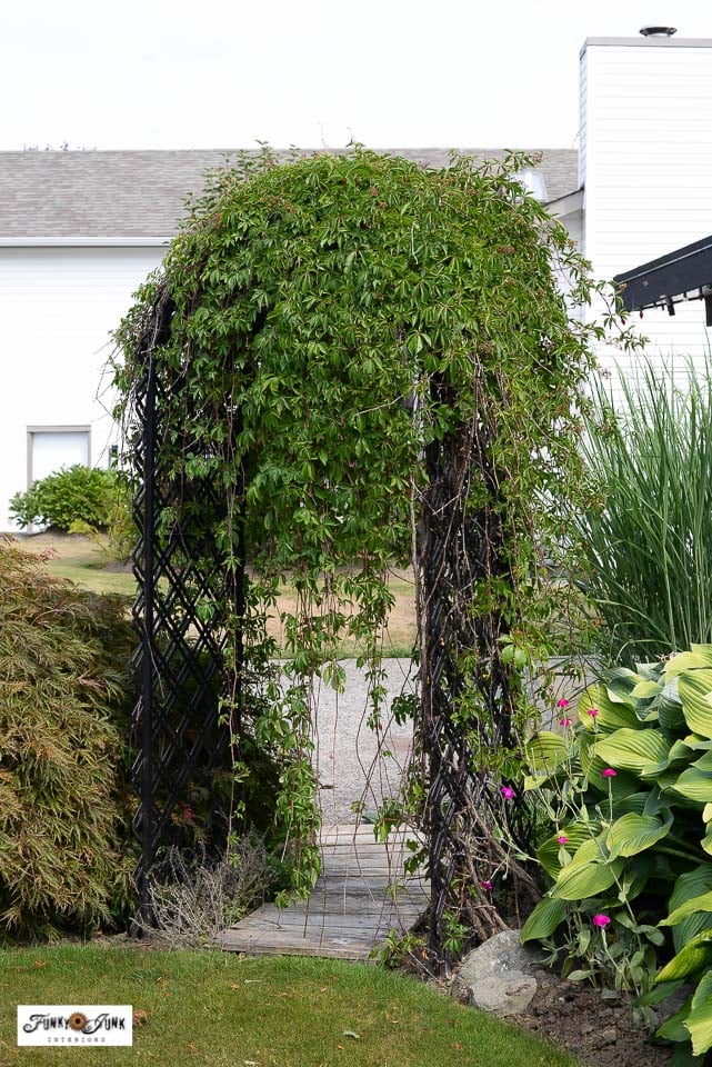 virginia creeper on a garden arch in summer