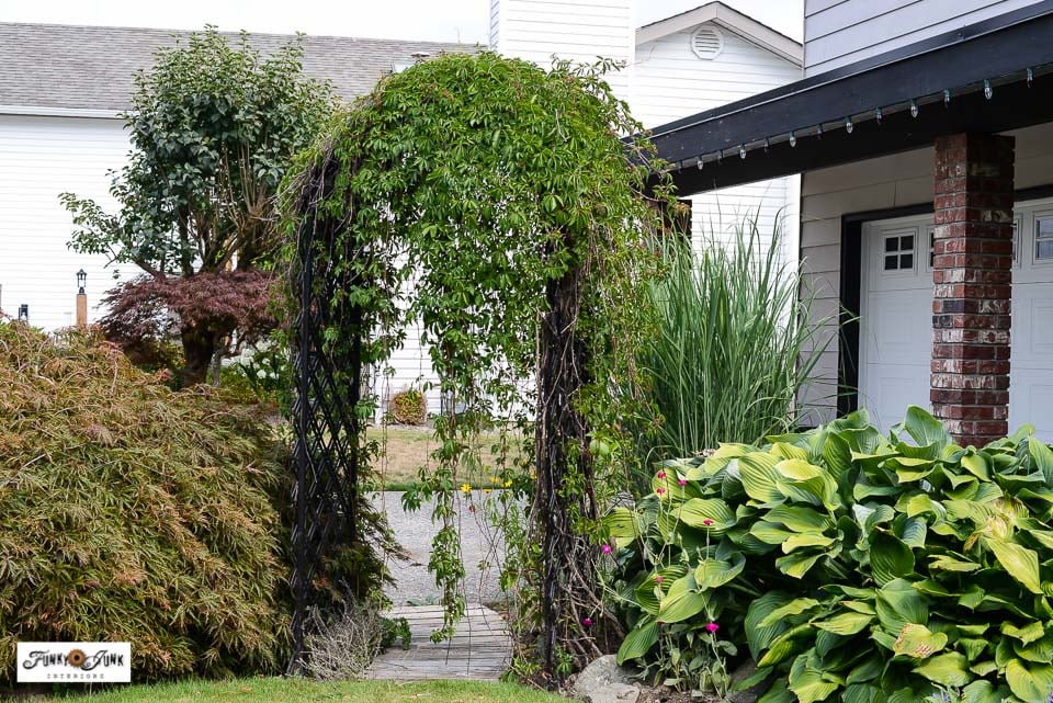 virginia creeper on a garden arch in summer4