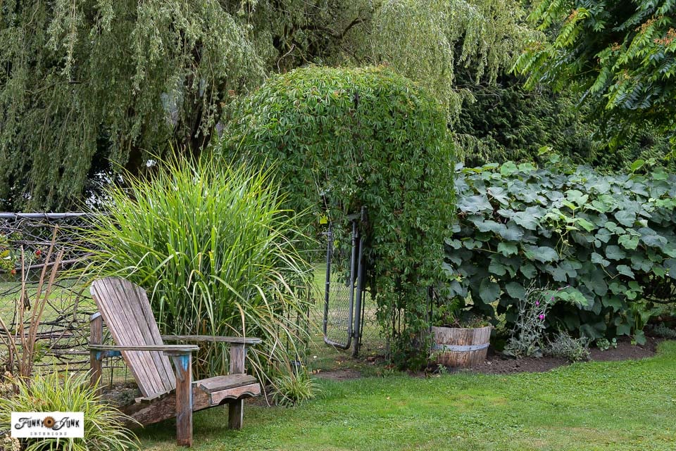virginia creeper on large garden arch in backyard