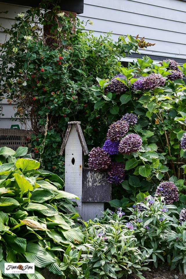 wisteria, hydrangeas, hostas, large birdhouse in a summer yard