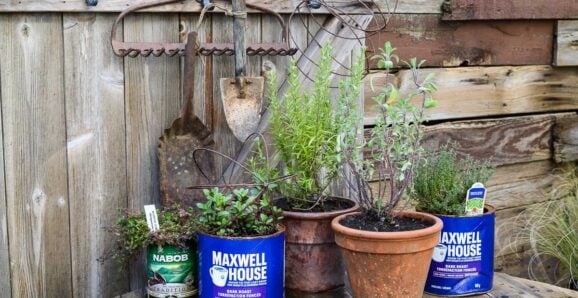 herbs grown in coffee cans and terra cotta pots