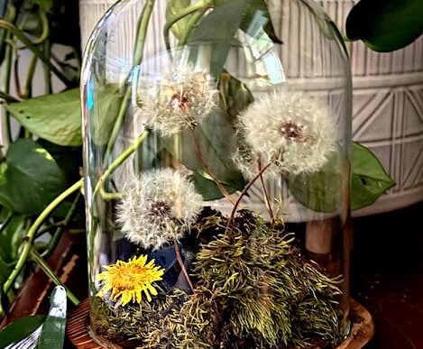 Dried dandelion cloche by Artsy VaVa