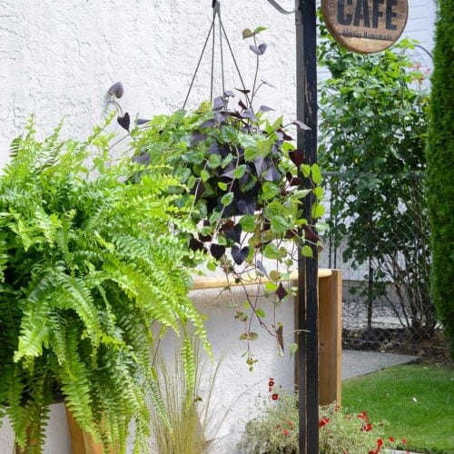 hanging plant stand with Cafe sign from a coat rack