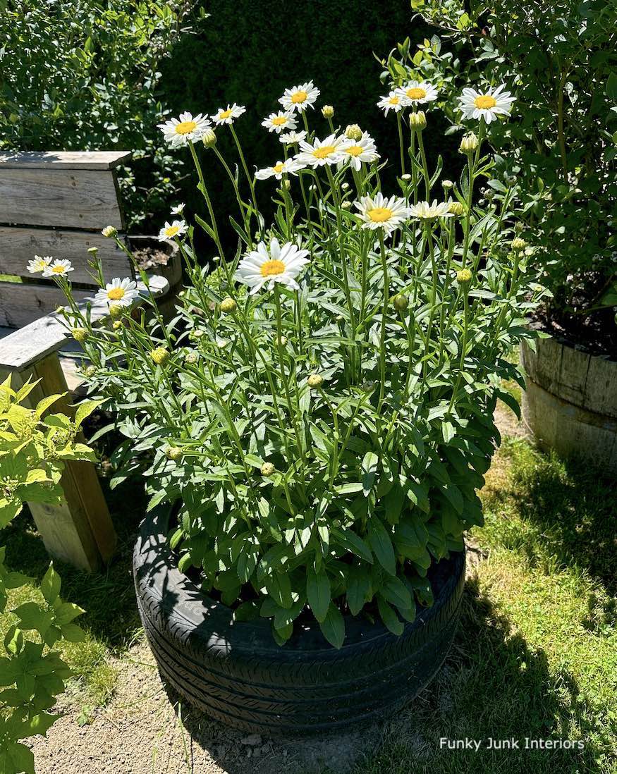 upcycled tire planter filled with daisies
