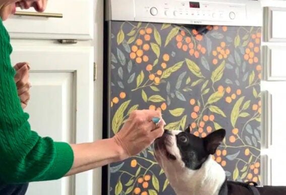 wallpapered fridge and dishwasher