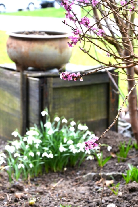 spring_flowers