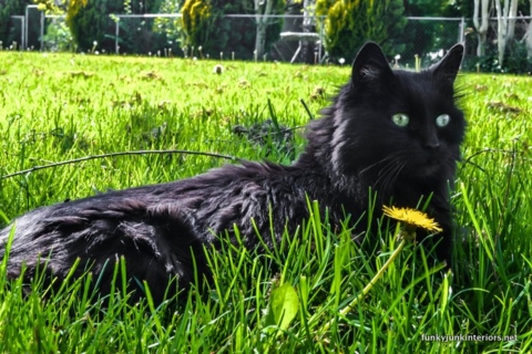 black cat Teddy