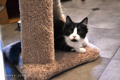 tuxedo cats Funky Junk Interiors