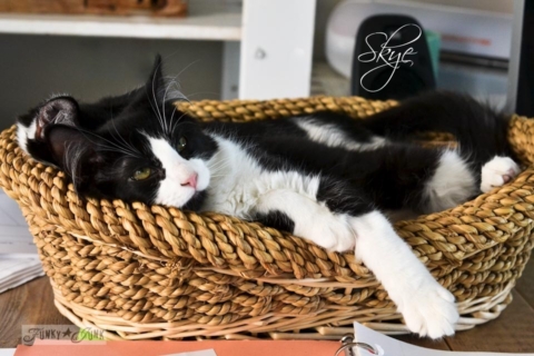 Funky Junk's tuxedo cats, Lake and Skye