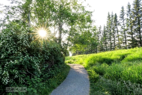 may bike ride in the forest