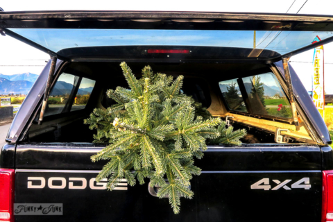 Bringing the Christmas tree home in the Dodge truck