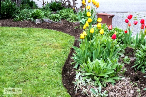 How to professionally edge flowerbeds-004