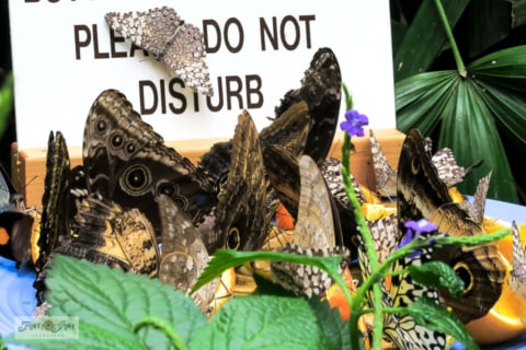 niagara falls butterfly conservatory