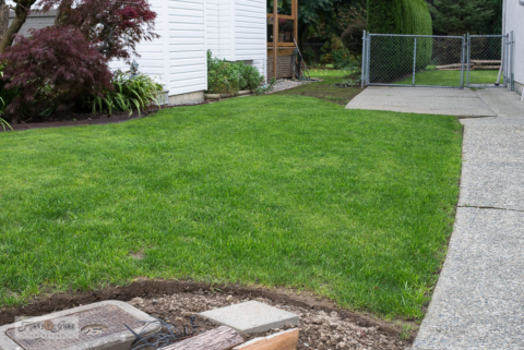 growing a new lawn from seed