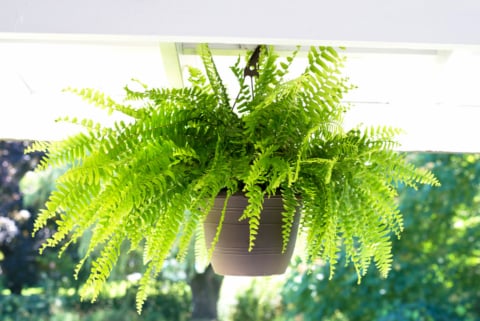 caring for ferns hanging outdoors