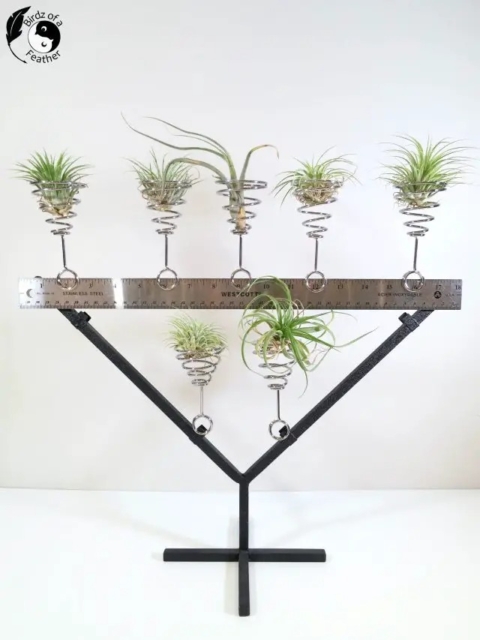 hanging air plants