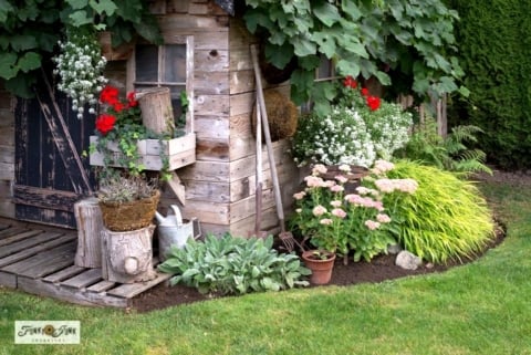 blooming flowers surrounding a summer outdoor shed