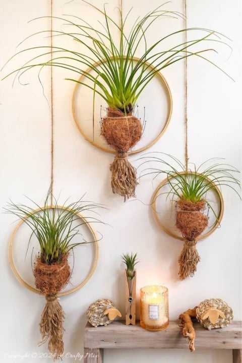 air plant hangers