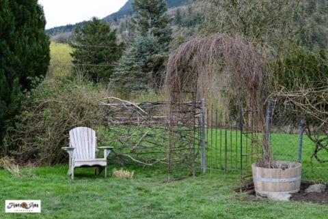 garden arbor by grapevines